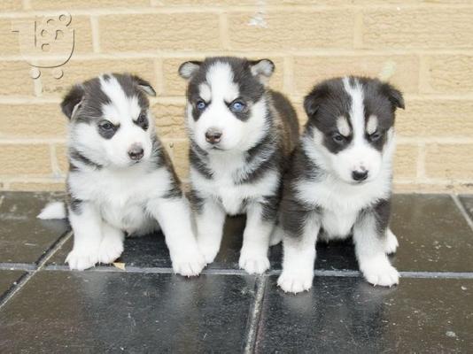 SIBERIAN HUSKY ΠΩΛΕΙΤΑΙ ..